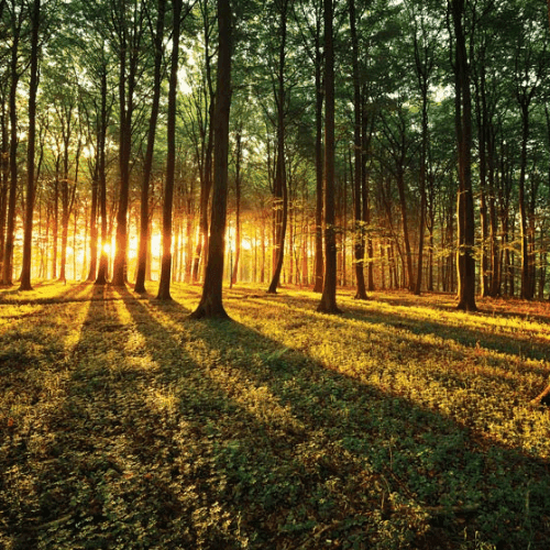 Zonlicht door een bos, rustige natuur