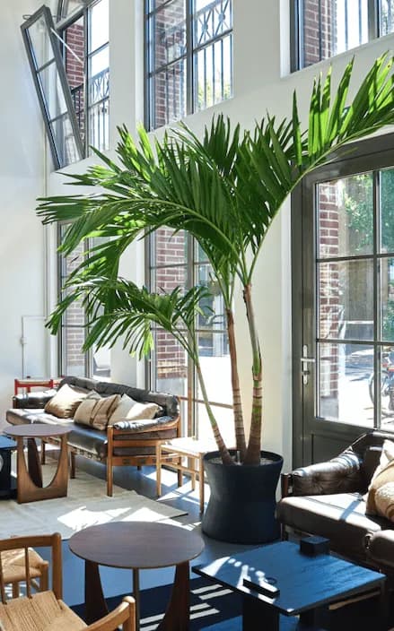 Grote palm als interieurbeplanting in een lichte loft-ruimte